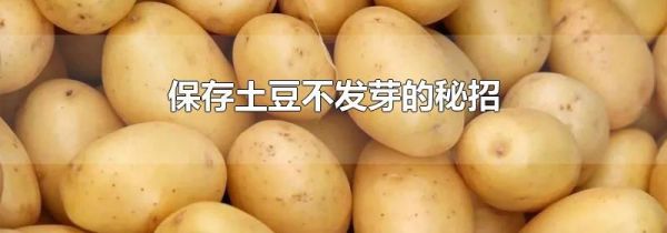 保存土豆不发芽的秘招