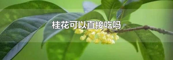 桂花可以直接吃吗