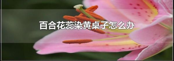 百合花蕊染黄桌子怎么办