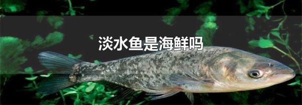 淡水鱼是海鲜吗