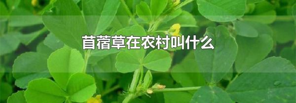 苜蓿草在农村叫什么