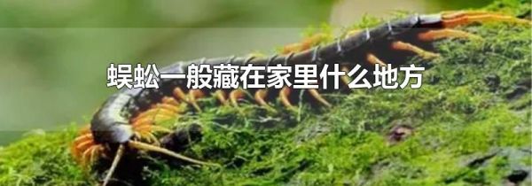 蜈蚣一般藏在家里什么地方
