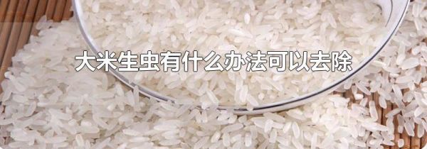 大米生虫有什么办法可以去除