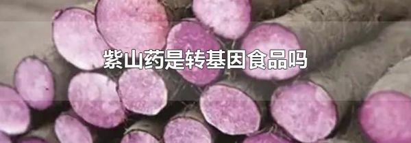紫山药是转基因食品吗