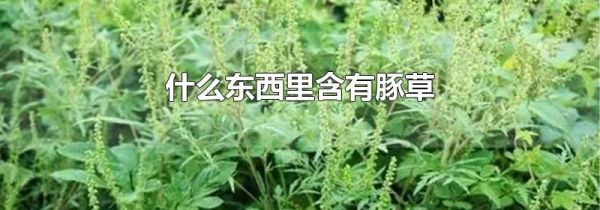 什么东西里含有豚草