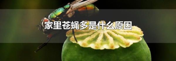 家里苍蝇多是什么原因