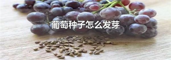 葡萄种子怎么发芽