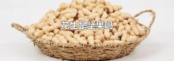花生是坚果吗