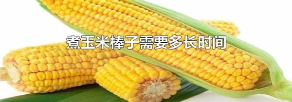 煮玉米棒子需要多长时间