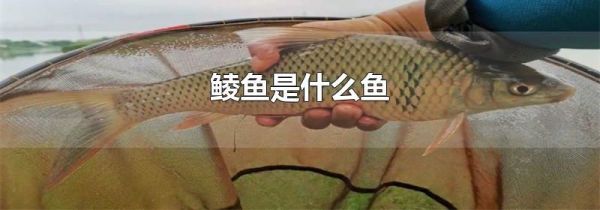 鲮鱼是什么鱼