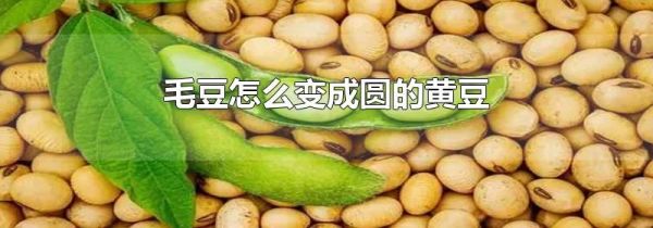 毛豆怎么变成圆的黄豆
