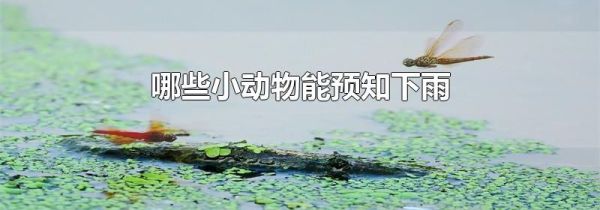 哪些小动物能预知下雨