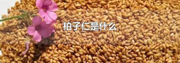 柏子仁是什么