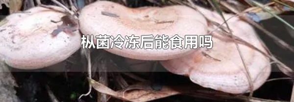 枞菌冷冻后能食用吗