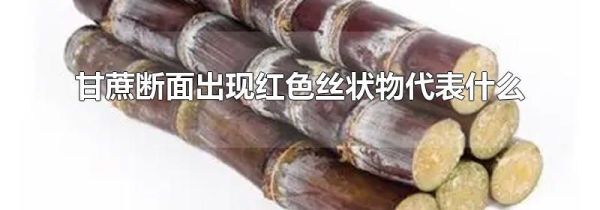 甘蔗断面出现红色丝状物代表什么