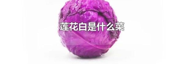 莲花白是什么菜