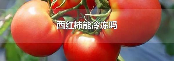 西红柿能冷冻吗