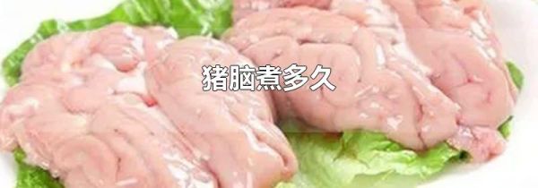 猪脑煮多久