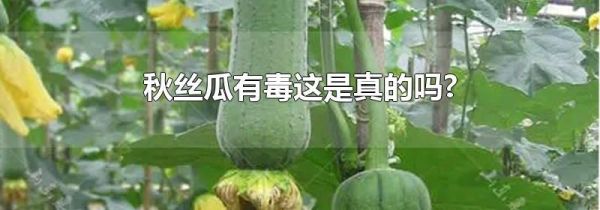 秋丝瓜有毒这是真的吗?