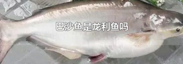 巴沙鱼是龙利鱼吗