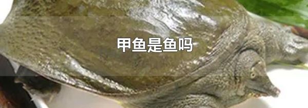 甲鱼是鱼吗