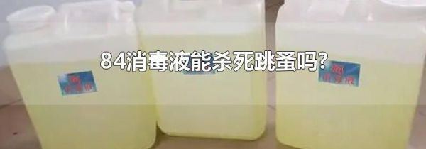 84消毒液能杀死跳蚤吗?