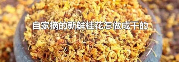 自家摘的新鲜桂花怎做成干的