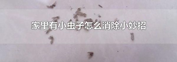 家里有小虫子怎么消除小妙招