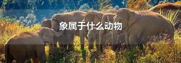 象属于什么动物