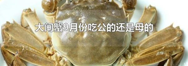 大闸蟹9月份吃公的还是母的