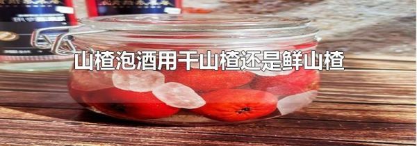 山楂泡酒用干山楂还是鲜山楂