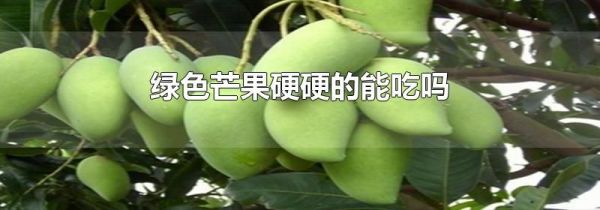 绿色芒果硬硬的能吃吗