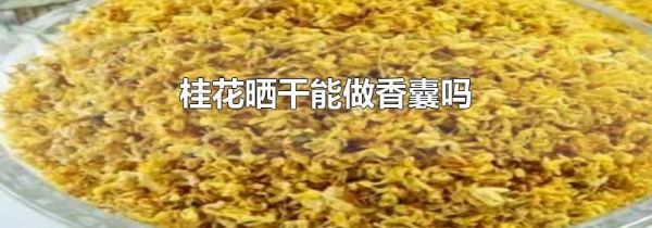 桂花晒干能做香囊吗