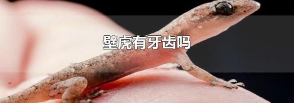 壁虎有牙齿吗