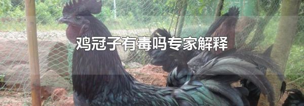 鸡冠子有毒吗专家解释