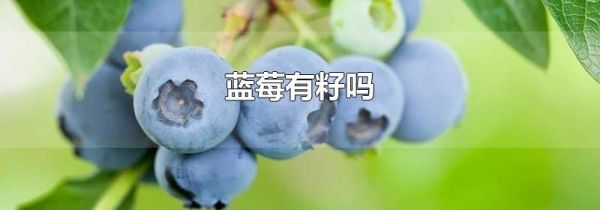 蓝莓有籽吗