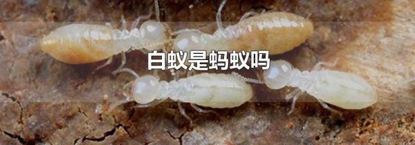 白蚁是蚂蚁吗