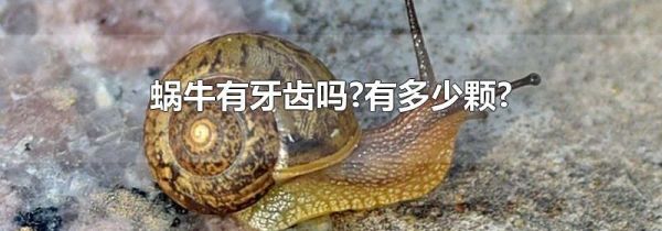 蜗牛有牙齿吗?有多少颗?