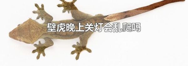 壁虎晚上关灯会乱爬吗