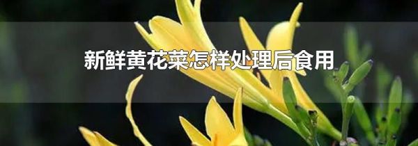 新鲜黄花菜怎样处理后食用