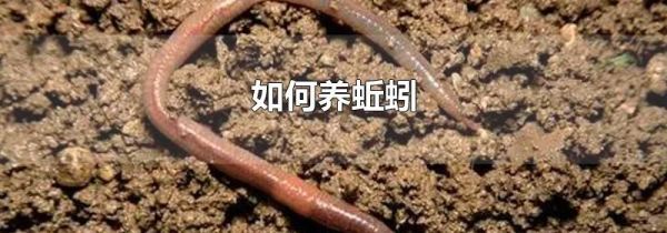 如何养蚯蚓