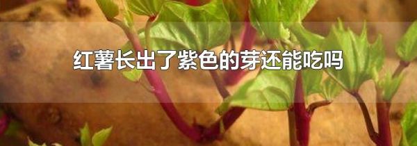 红薯长出了紫色的芽还能吃吗