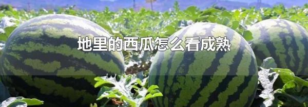 地里的西瓜怎么看成熟