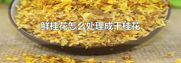 鲜桂花怎么处理成干桂花