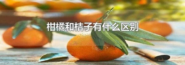 柑橘和桔子有什么区别