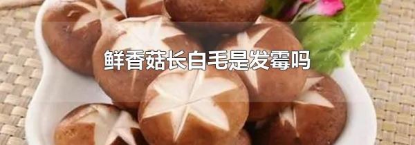 鲜香菇长白毛是发霉吗