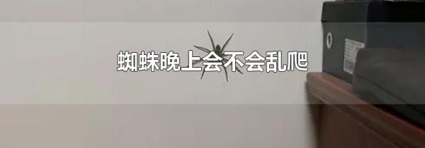 蜘蛛晚上会不会乱爬