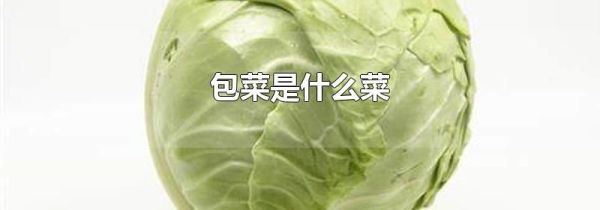 包菜是什么菜