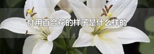 食用百合花的样子是什么样的