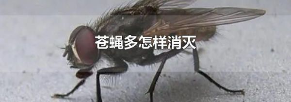 苍蝇多怎样消灭